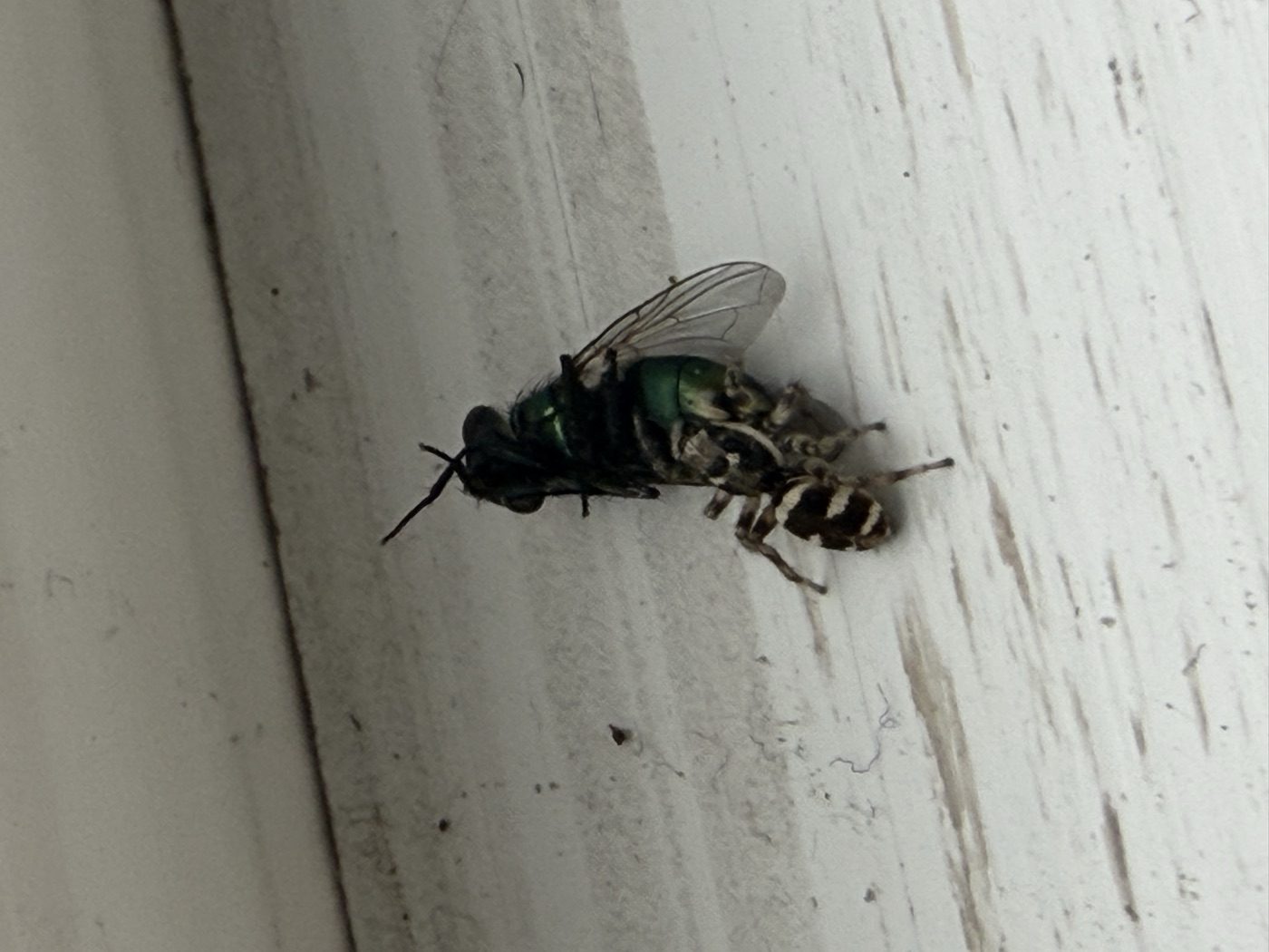 A striped jumping spider holding a green fly on a white window sill