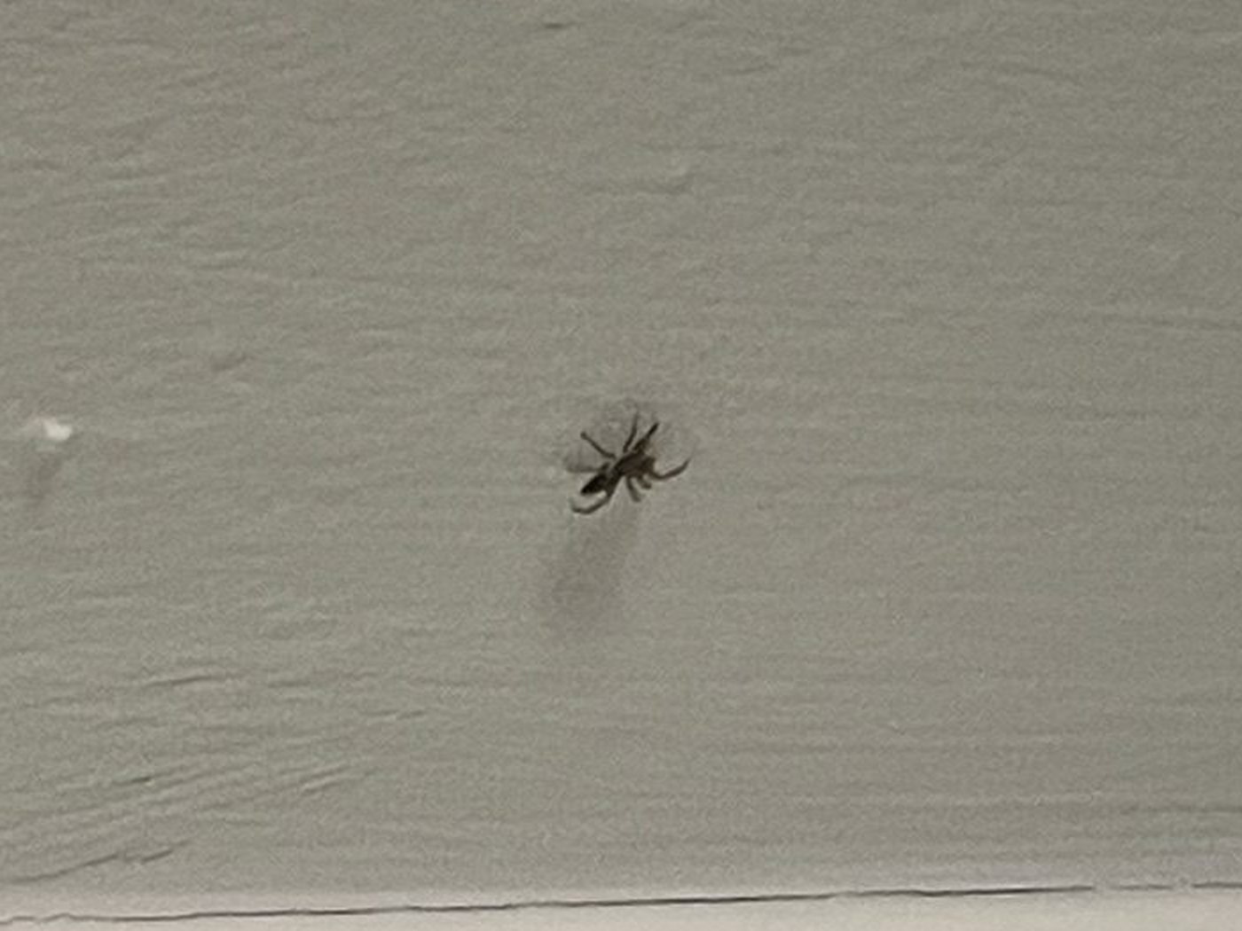 A very small jumping spider on a pale painted wall